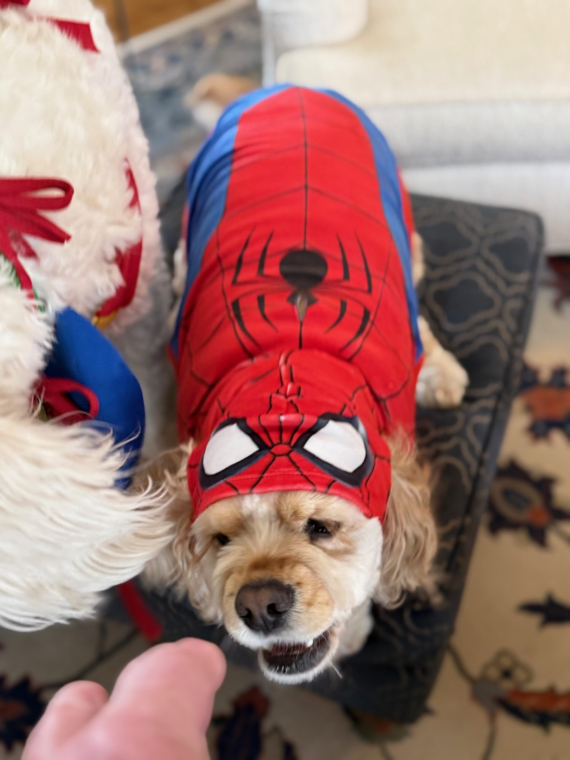 spider dog